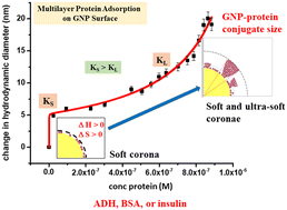 Graphical abstract: Thermodynamics of multilayer protein adsorption on a gold nanoparticle surface