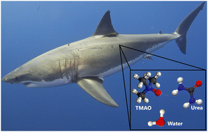 Graphical abstract: A study of the interaction between TMAO and urea in water using NMR spectroscopy