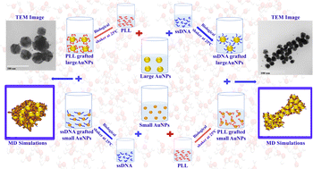 Graphical abstract: Controlled 3D assembly and stimuli responsive behavior of DNA and peptide functionalized gold nanoparticles in solutions