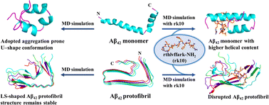 Graphical abstract: Mechanistic insights into the mitigation of Aβ aggregation and protofibril destabilization by a d-enantiomeric decapeptide rk10