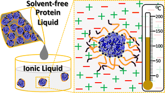 Graphical abstract: Molecular simulations explain the exceptional thermal stability, solvent tolerance and solubility of protein–polymer surfactant bioconjugates in ionic liquids