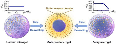 Graphical abstract: Osmotic release of drugs via deswelling dynamics of microgels: modeling of collaborative flow and diffusions