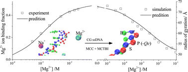 Graphical abstract: Mutual effects between single-stranded DNA conformation and Na+–Mg2+ ion competition in mixed salt solutions