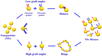 Graphical abstract: Understanding asymmetry effects at low grafting density on the self-assembly of polyion grafted nanoparticles