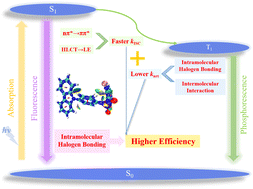 Graphical abstract: The mechanism of intramolecular halogen bonding enhanced the quantum efficiency of ultralong organic phosphorescence in the aggregated state