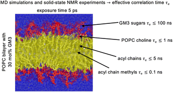 Graphical abstract: Molecular dynamics simulations and solid-state nuclear magnetic resonance spectroscopy measurements of C–H bond order parameters and effective correlation times in a POPC-GM3 bilayer