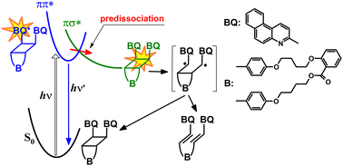 Graphical abstract: [2+2] Photocycloaddition in a bichromophoric dyad: photochemical concerted forward reaction following Woodward–Hoffmann rules and photoinduced stepwise reverse reaction of the ring opening via predissociation
