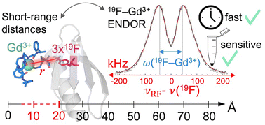 Graphical abstract: Short-range ENDOR distance measurements between Gd(iii) and trifluoromethyl labels in proteins