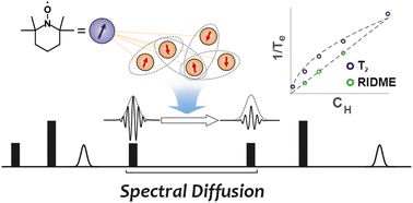 Graphical abstract: Diffusion equation for the longitudinal spectral diffusion: the case of the RIDME experiment