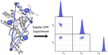 Graphical abstract: Dipolar pathways in multi-spin and multi-dimensional dipolar EPR spectroscopy