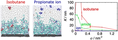 Graphical abstract: Molecular dynamics study of the interactions between a hydrophilic polymer brush on graphene and amino acid side chain analogues in water