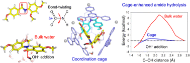Graphical abstract: A self-assembled coordination cage enhances the reactivity of confined amides via mechanical bond-twisting