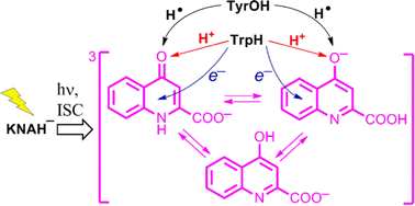 Graphical abstract: Unravelling structures of radicals of kynurenic acid formed in the photoinduced reactions with tryptophan and N-acetyl tyrosine