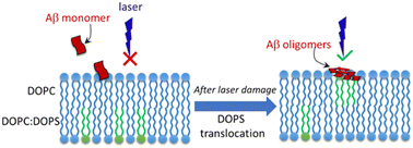 Graphical abstract: Role of phosphatidylserine in amyloid-beta oligomerization at asymmetric phospholipid bilayers