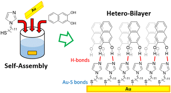 Graphical abstract: Self-assembly of heterogeneous bilayers stratified by Au–S and hydrogen bonds on Au(111)
