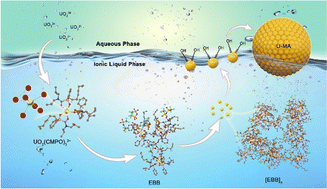 Graphical abstract: Insights into the spontaneous multi-scale supramolecular assembly in an ionic liquid-based extraction system