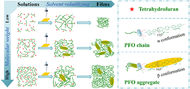 Graphical abstract: Chain structure and β conformation of poly(9,9-dioctylfluorene) (PFO) with different molecular weights delivering from the solution to the film in a drop-casting process