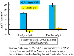 Graphical abstract: Structure-based thermodynamics of ion selectivity (Mg2+versus Ca2+ and K+versus Na+) in the active site of the eukaryotic lariat group II intron from algae Pylaiella littoralis