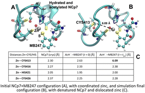 Graphical abstract: A combined molecular dynamics simulation and DFT study on mercapto-benzamide inhibitors for the HIV NCp7 protein