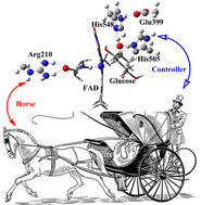 Graphical abstract: Regulation of different protonated states of two intimate histidine residues on the reductive half-reaction of glucose oxidase