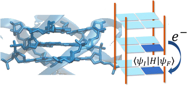 Graphical abstract: The impact of G-quadruplex dynamics on inter-tetrad electronic couplings: a hybrid computational study