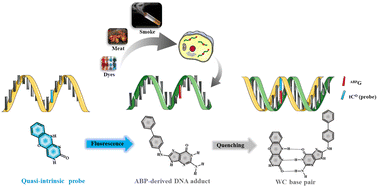 Graphical abstract: Quasi-intrinsic fluorescent probes for detecting the DNA adduct (ABPdG) based on an excited-state intermolecular charge transfer mechanism