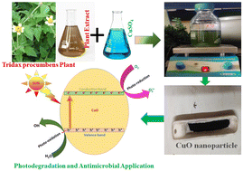 Graphical abstract: Effect of the green synthesis of CuO plate-like nanoparticles on their photodegradation and antibacterial activities