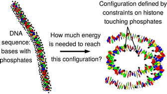 Graphical abstract: Predicting the configuration and energy of DNA in a nucleosome by coarse-grain modelling