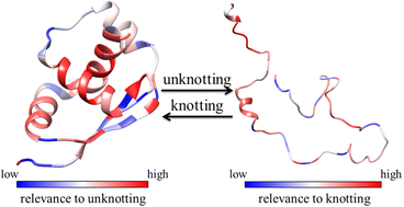 Graphical abstract: In silico method for identifying the key residues in a knotted protein: with MJ0366 as an example