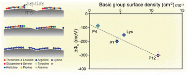 Graphical abstract: Enhancement of electronic effects at a biomolecule–inorganic interface by multivalent interactions