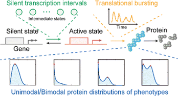 Graphical abstract: Silent transcription intervals and translational bursting lead to diverse phenotypic switching