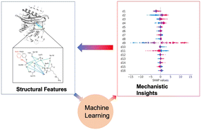 Graphical abstract: Unveiling the structural features that regulate carbapenem deacylation in KPC-2 through QM/MM and interpretable machine learning