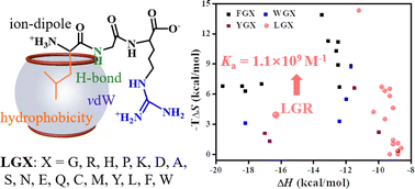 Graphical abstract: Theoretical prediction of nanomolar and sequence-selective binding of synthetic supramolecular cucurbit[7]uril to N-terminal Leu-containing tripeptides