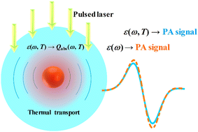 Graphical abstract: Influence of the temperature-dependent dielectric constant on the photoacoustic effect of gold nanospheres