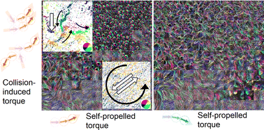 Graphical abstract: Collision-induced torque mediates the transition of chiral dynamic patterns formed by active particles