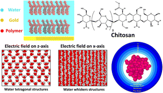 Graphical abstract: The effect of electric field on the structural order of water molecules around chitosan between nano gold plates determined by molecular dynamics simulations