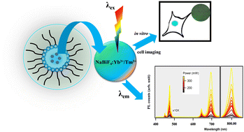 Graphical abstract: NaBiF4:Yb3+,Tm3+ submicron particles as luminescent probes for in vitro imaging of cells