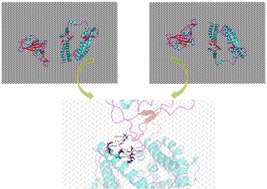 Graphical abstract: Biological effect of black phosphorus nanosheets on the interaction between SARS-CoV-2 S protein and ACE2