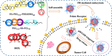 Graphical abstract: Folate modified dual pH/reduction-responsive mixed micelles assembled using FA-PEG-PDEAEMA and PEG-SS-PCL for doxorubicin delivery
