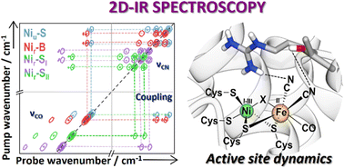 Graphical abstract: Ultrafast 2D-IR spectroscopy of [NiFe] hydrogenase from E. coli reveals the role of the protein scaffold in controlling the active site environment