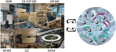Graphical abstract: Structural and dynamical insights into SilE silver binding from combined analytical probes