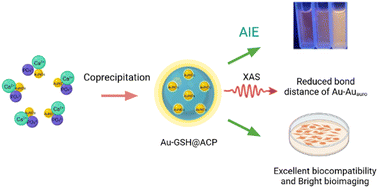 Graphical abstract: The synergetic effect of a gold nanocluster–calcium phosphate composite: enhanced photoluminescence intensity and superior bioactivity