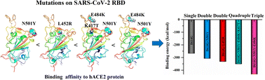 Graphical abstract: Investigation on the interaction mechanism of different SARS-CoV-2 spike variants with hACE2: insights from molecular dynamics simulations