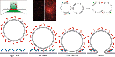 Graphical abstract: SNARE mimic peptide triggered membrane fusion kinetics revealed using single particle techniques