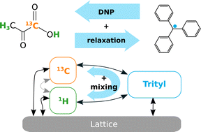 Graphical abstract: Radical-induced hetero-nuclear mixing and low-field 13C relaxation in solid pyruvic acid