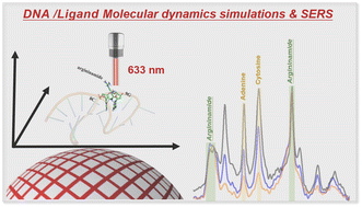 Graphical abstract: A direct approach toward investigating DNA–ligand interactions via surface-enhanced Raman spectroscopy combined with molecular dynamics simulations