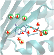 Graphical abstract: Uncovering water effects in protein–ligand recognition: importance in the second hydration shell and binding kinetics