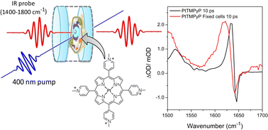 Graphical abstract: Time-resolved infra-red studies of photo-excited porphyrins in the presence of nucleic acids and in HeLa tumour cells: insights into binding site and electron transfer dynamics