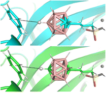 Graphical abstract: B–H⋯π and C–H⋯π interactions in protein–ligand complexes: carbonic anhydrase II inhibition by carborane sulfonamides