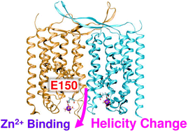 Graphical abstract: Specific zinc binding to heliorhodopsin